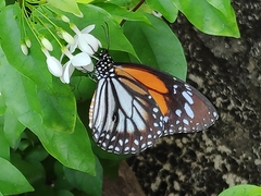 Danaus melanippus hegesippus