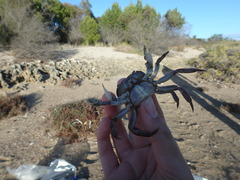 Cyclograpsus granulosus