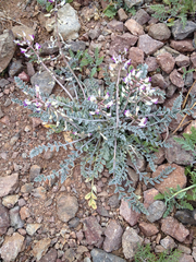 Astragalus layneae