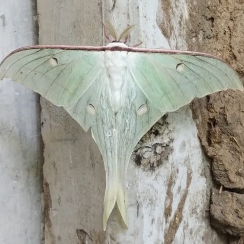 Indian Moon Moth