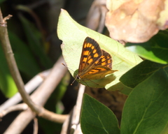 Lycaena enysii