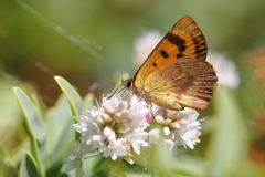 Lycaena enysii