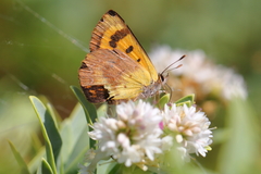Lycaena enysii