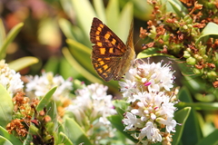 Lycaena enysii