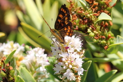 Lycaena enysii