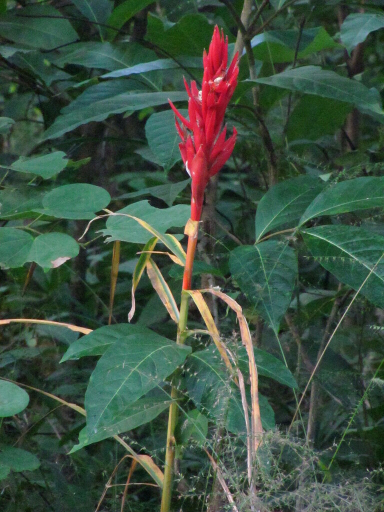 Zingiber capitatum (Zingiber capitatum)