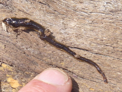 Arthurdendyus triangulatus