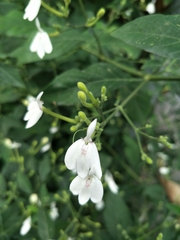 Rhinacanthus nasutus