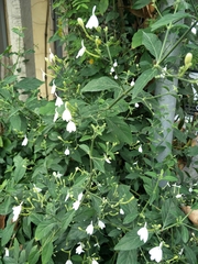 Rhinacanthus nasutus