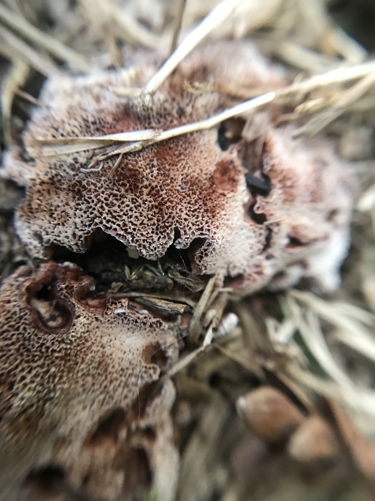 Abortiporus biennis · August 2023 · photo: © tutitah (iNaturalist, cc0)