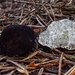 Oregon Black Truffle - Photo (c) Dean Lyons, some rights reserved (CC BY-NC), uploaded by Dean Lyons