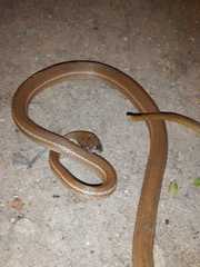 Mastigodryas boddaerti