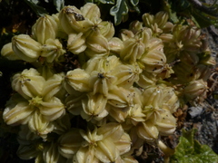 Glehnia littoralis leiocarpa