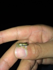 Dendropsophus columbianus
