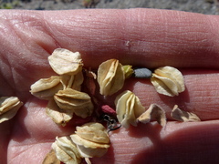 Glehnia littoralis leiocarpa