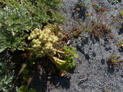 Glehnia littoralis leiocarpa