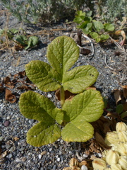 Glehnia littoralis leiocarpa