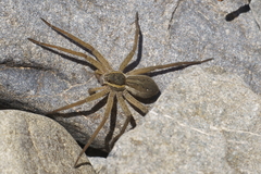 Dolomedes aquaticus