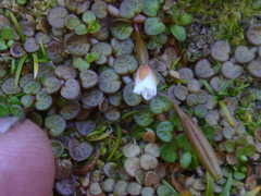 Epilobium komarovianum