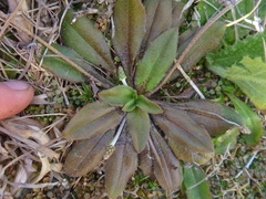 Plantago raoulii