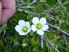 Gentianella saxosa