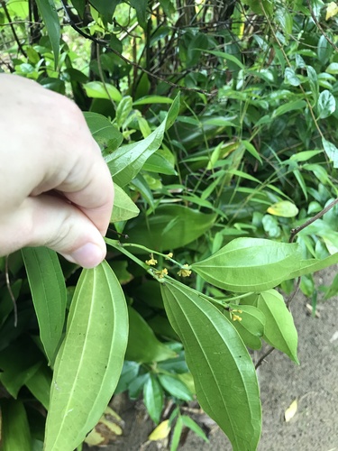 Image of Cocculus laurifolius by no rights reserved
