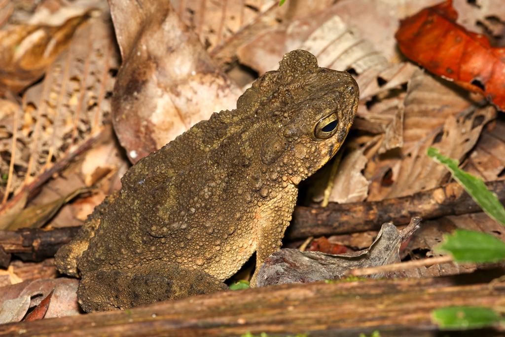 Asian Giant Toad (Phrynoidis asper)