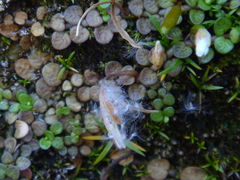 Epilobium komarovianum