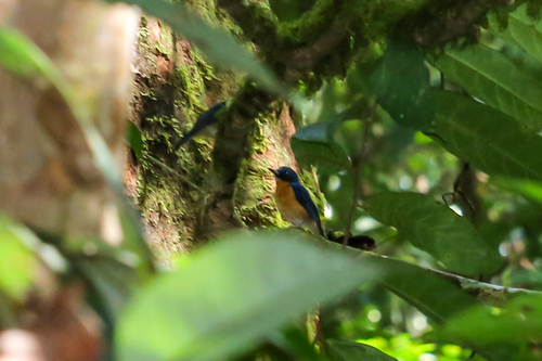 Dayak Blue Flycatcher (Cyornis montanus), photo 6