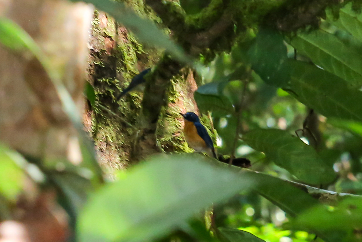 Dayak Blue Flycatcher illustration