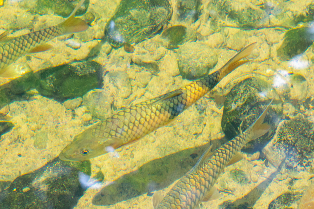 Hampala bimaculata
