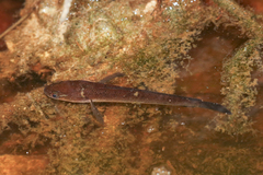 Baram Snakehead photo 2