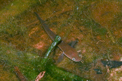Baram Snakehead photo 4