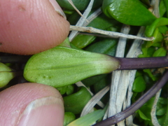 Gentianella saxosa
