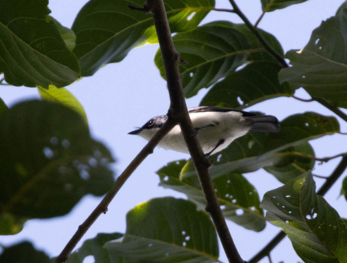 Moluccan Flycatcher (Myiagra galeata), photo 6