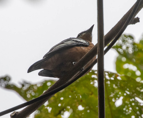 Rufous-bellied Triller (Lalage aurea), photo 7