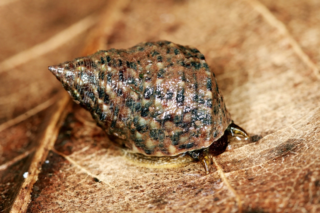 Littoraria carinifera