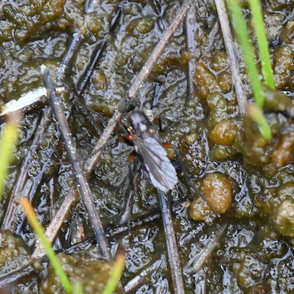 Tachytrechus tahoensis