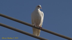 Columba livia