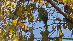 Psittacula krameri