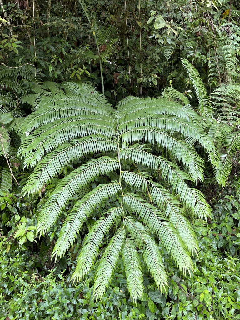 Angiopteris javanica (Angiopteris javanica)