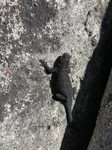iNaturalist observation photo of Western Fence Lizard