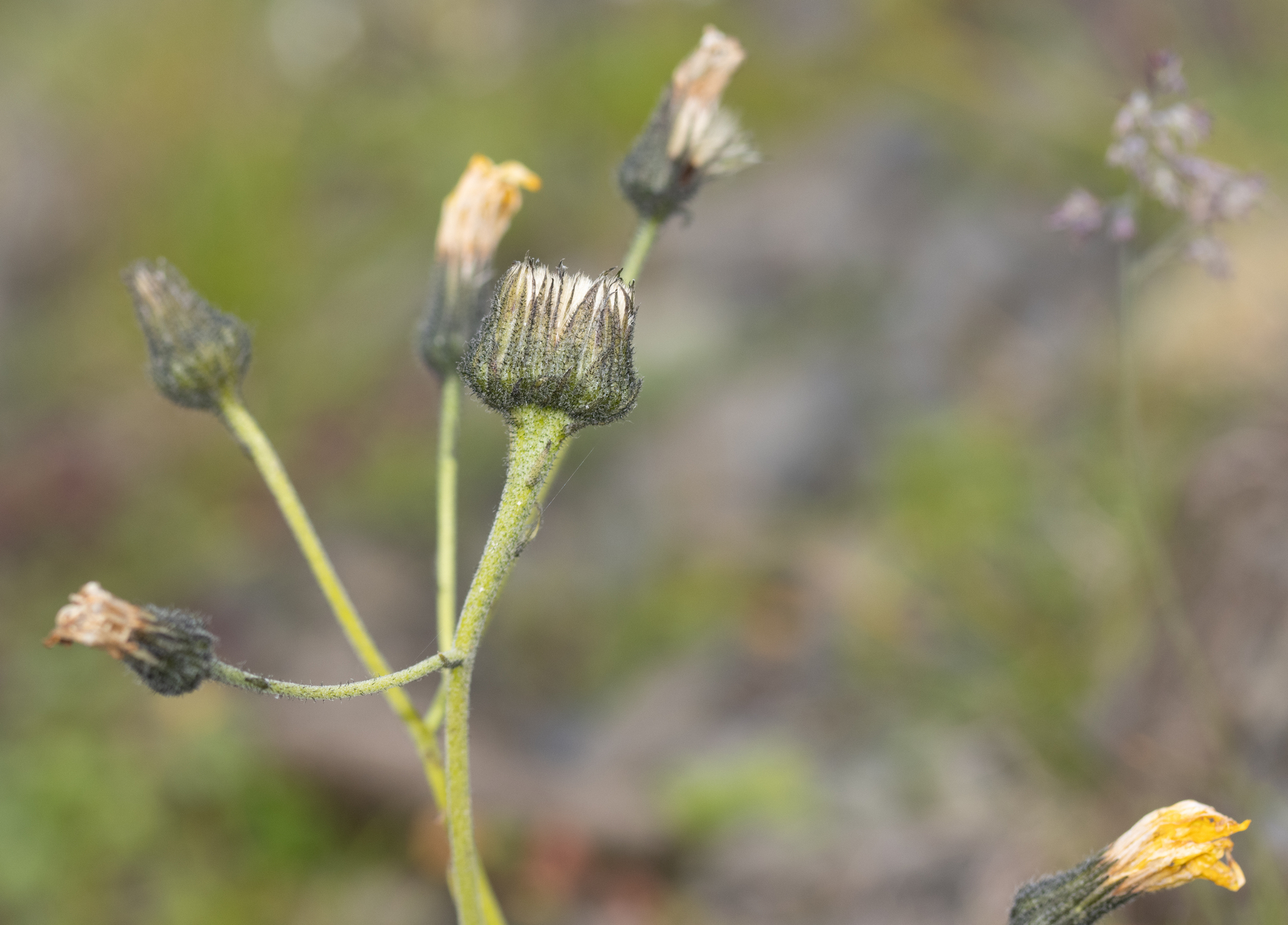 Hieracium atratum