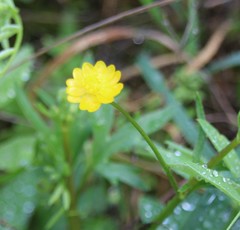 Ranunculus canus