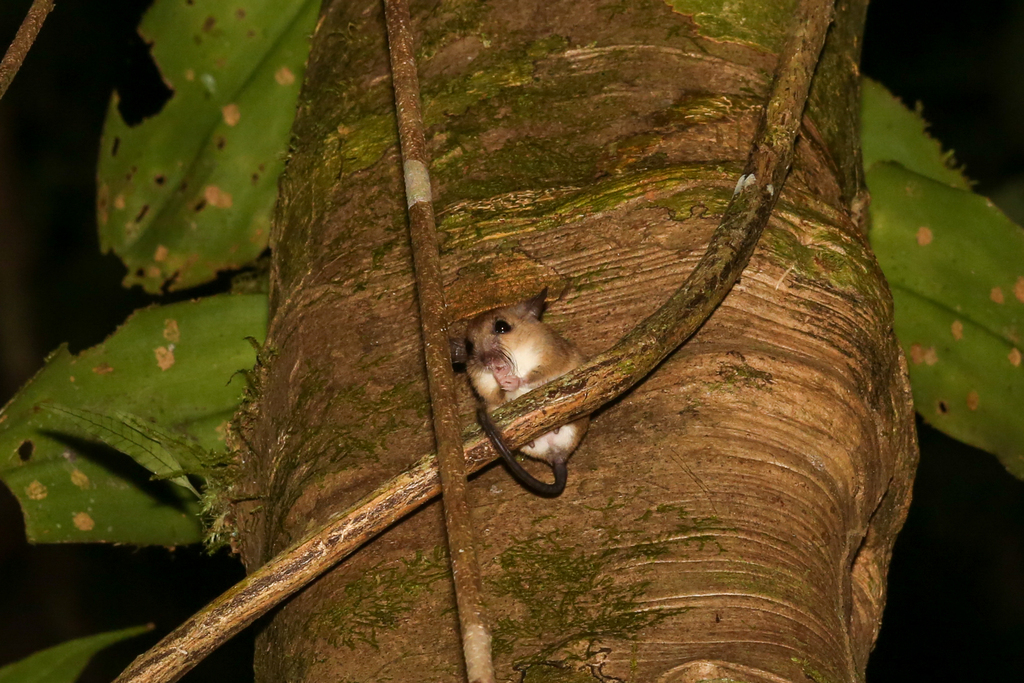Greater Pencil-tailed Tree Mouse
