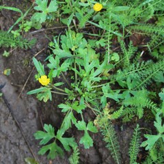 Ranunculus canus