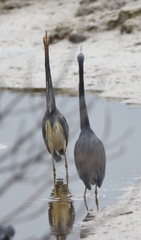 Egretta tricolor image