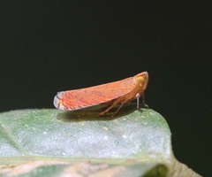 Lophopidae