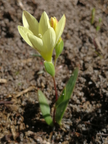 Geissorhiza parva