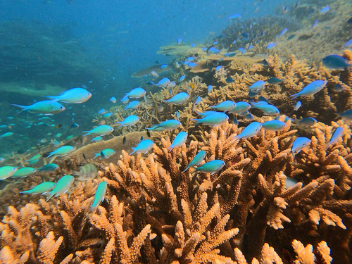 Blue green chromis (Chromis viridis) — Pomacentridae — 5